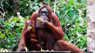 Za orangutany do srdce pralesa: cestování po místech, kde se láme osud druhu Za orangutany do srdce pralesa: cestování po místech, kde se láme osud druhu