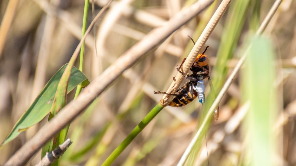 Entomologové připoutali k sršním sledovací zařízení, pomocí kterého vypátrali jejich hnízdo.