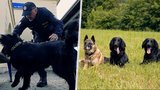 Měli pomáhat diabetikům, ale skončili u policie: Z nadaných psů se stali odborníci na drogy a výbušniny