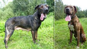 Bezcitný majitel uvázal psy v lesíku: Ralf a Asta umírali hlady!