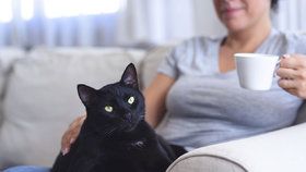 Máte doma kočku „v důchodu“? Tohle podle odborníka nesmíte v péči zanedbat!