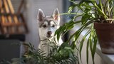 Vidí duchy? Divné chování mazlíčka prozradí, že v místnosti nejste sami