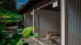 Psí veterán Athos, který před šesti lety málem nepřežil v Afghánistánu výbuch rakety, si následky zranění nese dodnes. Zpět do služby se devítiletý německý ovčák vrátit nemohl, navenek ale vypadá spokojeně. Jako válečný veterán zůstal v Centru vojenské kynologie v Chotyni na Liberecku.