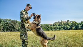 Psí veterán Athos, který před šesti lety málem nepřežil v Afghánistánu výbuch rakety, si následky zranění nese dodnes. Zpět do služby se devítiletý německý ovčák vrátit nemohl, navenek ale vypadá spokojeně. Jako válečný veterán zůstal v Centru vojenské kynologie v Chotyni na Liberecku.