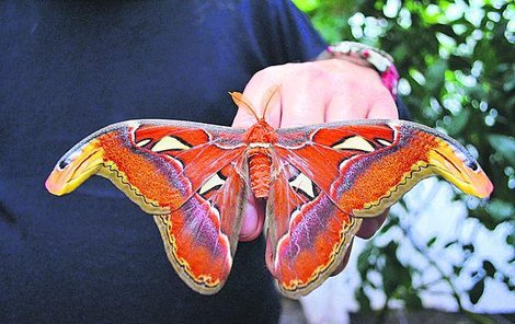 Největší motýl světa atlas veliký.