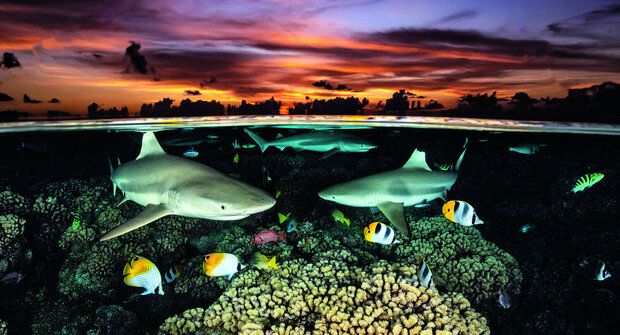 Nejkrásnější podvodní fotografie: Umění pod vodou Ocean Art