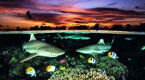 Nejkrásnější podvodní fotografie: Umění pod vodou Ocean Art 