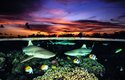 ATOL FAKARAVA ve Francouzské Polynésii byl pro svůj jedinečný ekosystém vyhlášen biosférickou rezervaci UNESCO. Krátce po hromadném vytírání bodloků (Acanthuridae) přilákal nadbytek potravy do mělkých vod atolu nezvyklé množství žraloků.