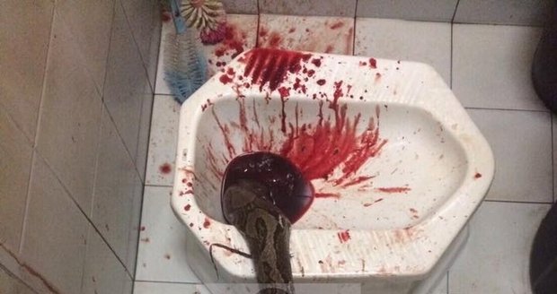 Takhle to na toaletě vypadalo po útoku krajty.