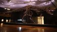Aukční síň Christie&#39;s prodala v dražbě v New Yorku jednu z nejzachovalejších koster tyranosaura zvaného Stan za rekordní sumu cca 733 milionů korun