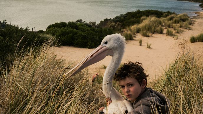 Z filmu Chlapec a pelikán.