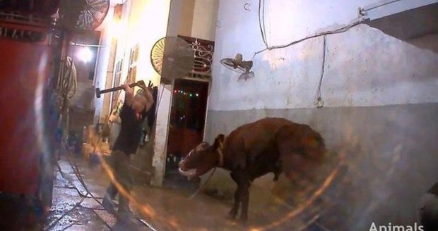 Utrpení na jatkách: Krávám rozbíjejí hlavy kladivem, zvířata porcují zaživa