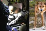 Otec - hrdina zachránil svého synáčka ze spárů psů dingo.