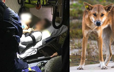 Chlapečka (14 měs.) z domu odvlekli psi dingo: Hrdinný otec jim ho vyrval z tlamy!
