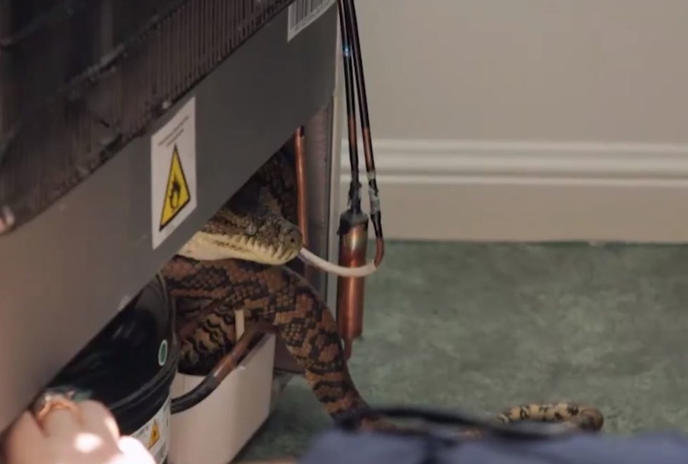 Australské domácnosti čelí invazi jedovatých hadů.