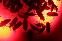 Invaze milionů švábů je za dveřmi. Odborníci radí Australanům, jak ochránit domov