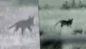 Šokující video! Žena natočila vyhynulé zvíře pobíhající po australských stepích.