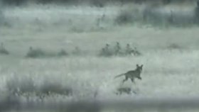 Šokující video! Vyhynulý tasmánský tygr pobíhá po australských stepích.