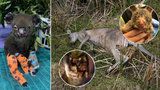 Pomoc pro ohořelé klokany a koaly: Češi posílají miliony, do kapsy sáhla i Kvitová