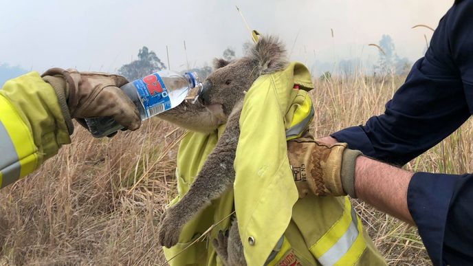 Záchrana koalů před požáry v Austrálii.