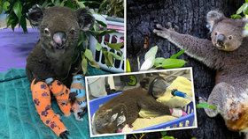 Koalům v největším australském státě hrozí vyhynutí