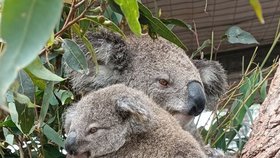 Koalové zranění během australských požárů se konečně vrací zpátky do přírody.