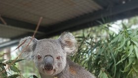 Koalové zranění během australských požárů se konečně vrací zpátky do přírody.