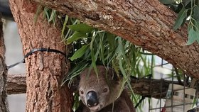 Koalové zranění během australských požárů se konečně vrací zpátky do přírody.