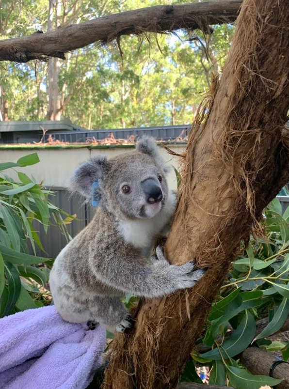 Koalové zranění během australských požárů se konečně vrací zpátky do přírody.