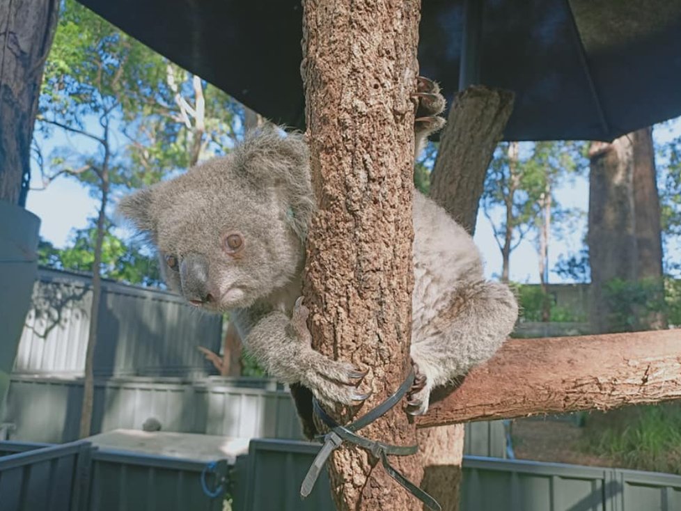 Koalové zranění během australských požárů se konečně vrací zpátky do přírody.