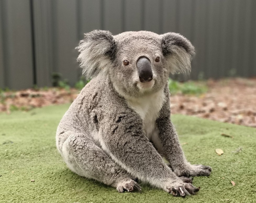 Koalové zranění během australských požárů se konečně vrací zpátky do přírody.