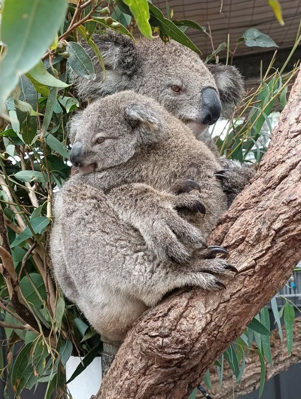 Koalové zranění během australských požárů se konečně vrací zpátky do přírody.