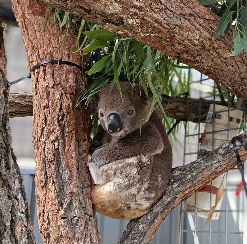 Koalové zranění během australských požárů se konečně vrací zpátky do přírody.