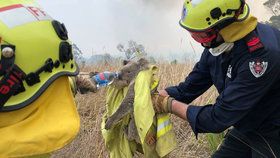 Záchrana koalů před požáry v Austrálii.