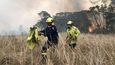 Záchrana koalů před požáry v Austrálii.