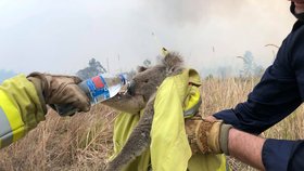 Záchrana koalů před požáry v Austrálii.