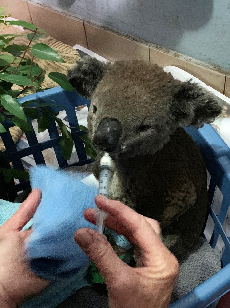 Záchrana koalů před požáry v Austrálii.