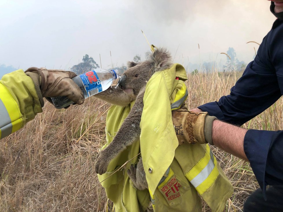 Záchrana koalů před požáry v Austrálii.