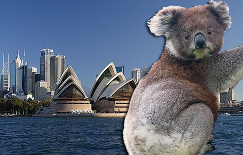 Z Austrálie mizí koaly, umírají na stres
