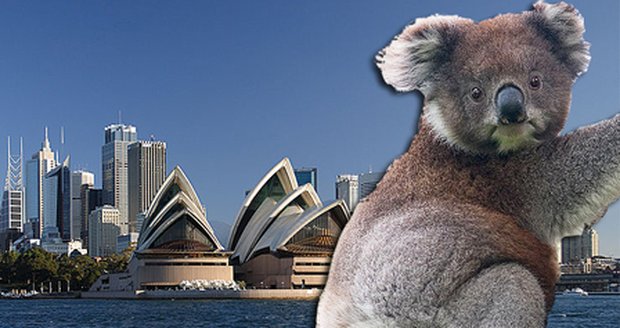 Austrálie by brzy mohla přijít o jeden ze svých nejslavnějších symbolů - medvídka koalu.