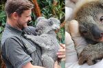 V australské zoo se narodilo první koalí mláďátko po strašlivých požárech.