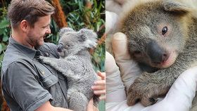 V australské zoo se narodilo první koalí mláďátko po strašlivých požárech.