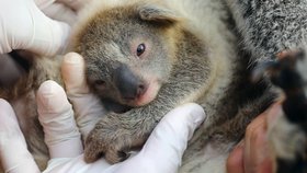 V australské zoo se narodilo první koalí mláďátko po strašlivých požárech.