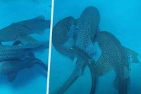 Když poprvé natočí hromadný sex žraločí: Vědci zachytili páření tří hladkounů leopardích