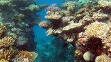 Smrt kvůli ukopnutému palci! Otec od rodiny se zranil o korál, po osmi týdnech agonie zemřel