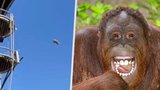 Orangutan pobavil a vyděsil návštěvníky zoo: Mistr světa v hodu vačicí! 