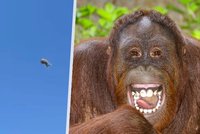 Orangutan pobavil a vyděsil návštěvníky zoo: Mistr světa v hodu vačicí!