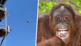 Orangutan v australské zoo házel s vačicí. Schovávala se v jeho výběhu.