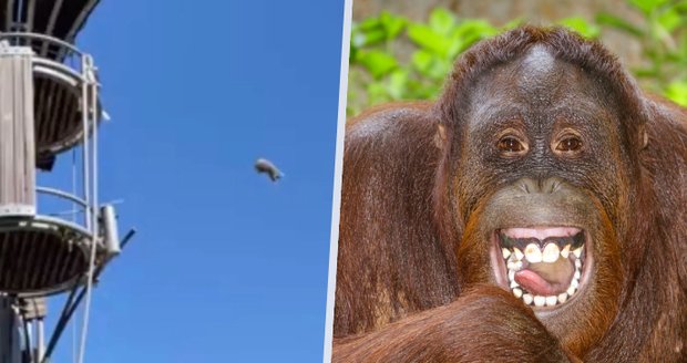 Orangutan pobavil a vyděsil návštěvníky zoo: Mistr světa v hodu vačicí! 