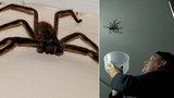 Chlápek chytal největšího pavouka na světě: Ale obluda po něm skočila